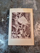 Below the Root - Zilpha Keatley Snyder