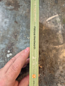 The Fingerprint - Patricia Wentworth